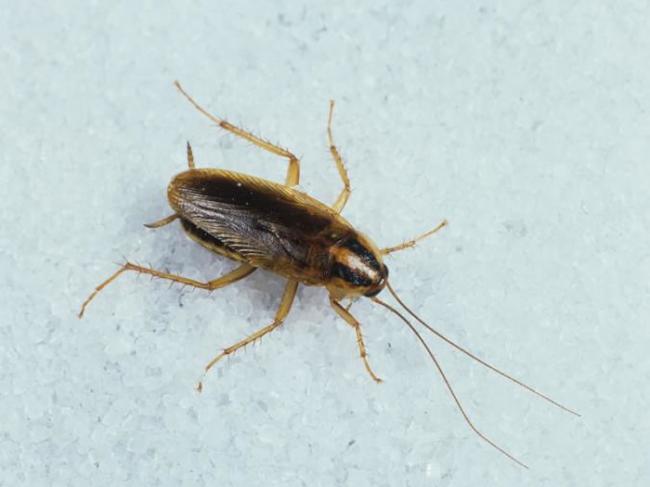 德国蟑螂最常跑进人体。 PHOTOGRAPH BY NIGEL CATTLIN, ALAMY