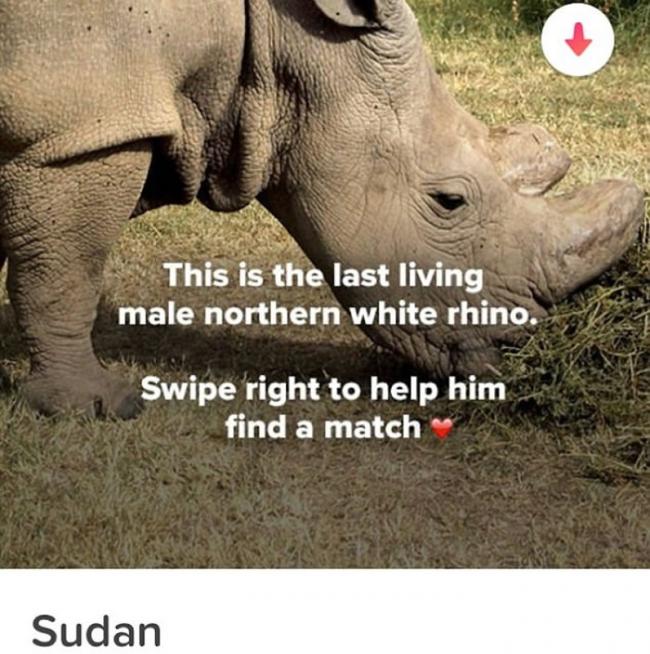 有人曾以帮苏丹觅偶为名，于约会程式为它筹募。