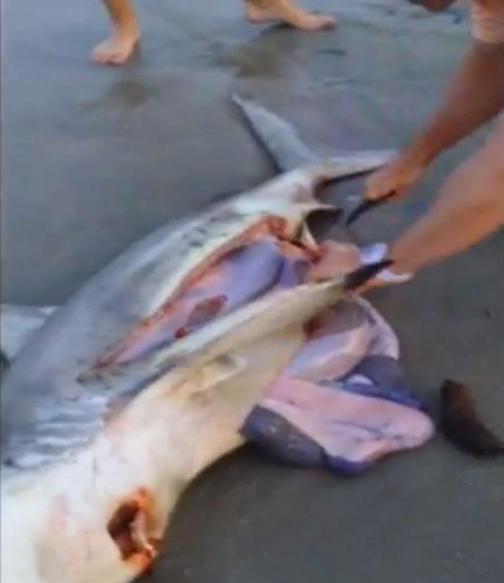 怀孕母鲨鱼搁浅死亡，海边游客抢救肚里的小鲨鱼。