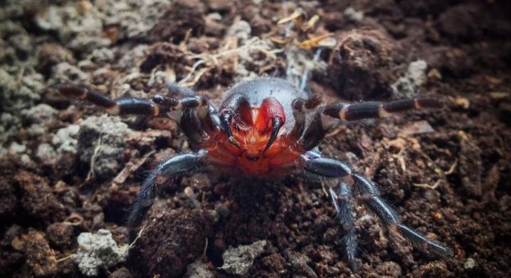 具有红色毒牙的漏斗网蜘蛛摆好姿势，准备攻击。 Photograph by Mark Wong, The Australian National Universi