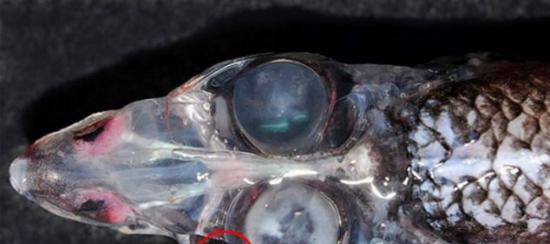 深海鱼种“南非透吻后肛鱼”拥有4只眼