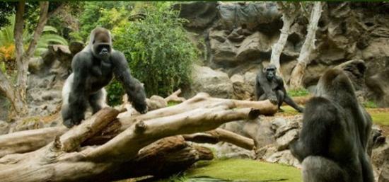 西班牙「鹦鹉公园」动物园的大猩猩