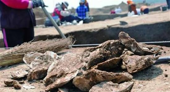 青岛市即墨北阡贝丘遗址展开第四次考古发掘