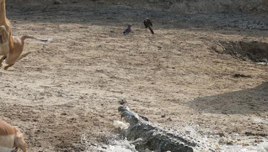 赞比亚南卢安瓜国家公园卢安瓜河羚羊遇鳄鱼袭击跳起逃生