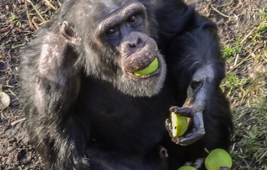 研究发现黑猩猩能改变自己的叫声
