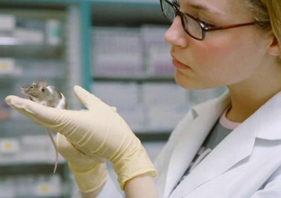 之所以选择老鼠是因为在老鼠体内培育的组织工程小肠与利用人体细胞培育的组织工程小肠拥有高度的相似性，例如都拥有干细胞和祖细胞等重要“构件”。研究过程中，科学家从人
