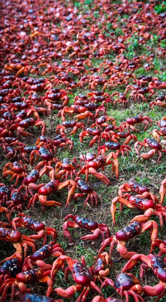估计有多达120万只红蟹从森林出发。