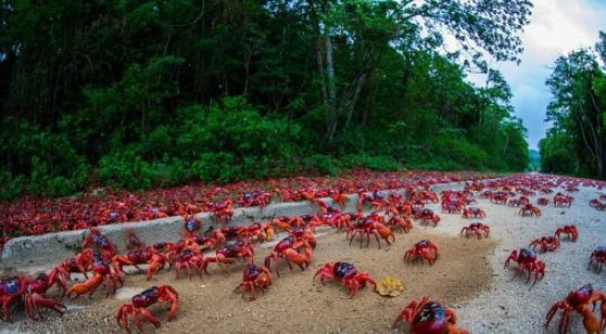 这些红蟹预料花数周才能全数走到海边。