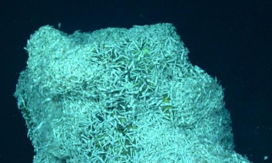 深海热泉虾于加勒比海海床喷出摄氏400度高温的热泉岩缝间聚居。