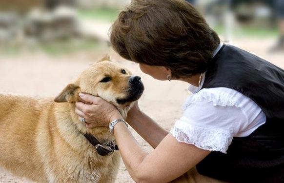 最新研究表明狗狗不仅能听到人类语言的意思 而且能够理解语言背后的情绪