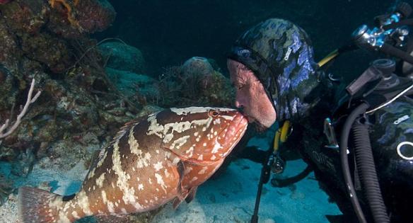 超可爱的鞍带石斑鱼海底遇到潜水员给亲又给抱