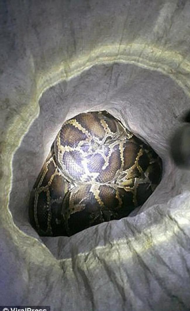 泰国宋卡府男子抓到大蟒蛇放进玻璃瓶里 2天后再次打开时被缠颈窒息而死