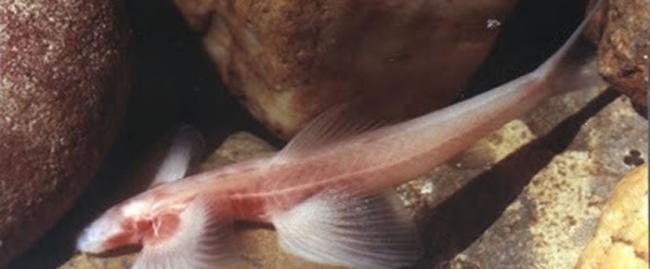 科学家在泰国北部发现一种会爬瀑布的“盲眼”穴居鱼Cryptotora thamicola