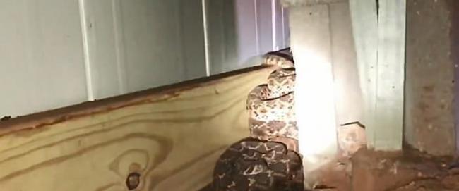 美国德州男子求救家中发现有蛇出没 专家挖出一窝45条响尾蛇