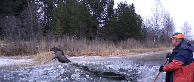 成功脱险的麋鹿慢慢游向湖边，返回岸上。
