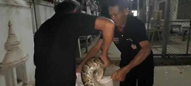 泰国宋卡府男子抓到大蟒蛇放进玻璃瓶里 2天后再次打开时被缠颈窒息而死