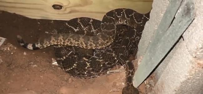 美国德州男子求救家中发现有蛇出没 专家挖出一窝45条响尾蛇