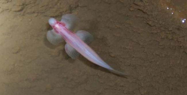 科学家在泰国北部发现一种会爬瀑布的“盲眼”穴居鱼Cryptotora thamicola