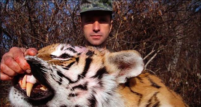 罗曼诺夫曾拿着西伯利亚虎的虎皮拍照。