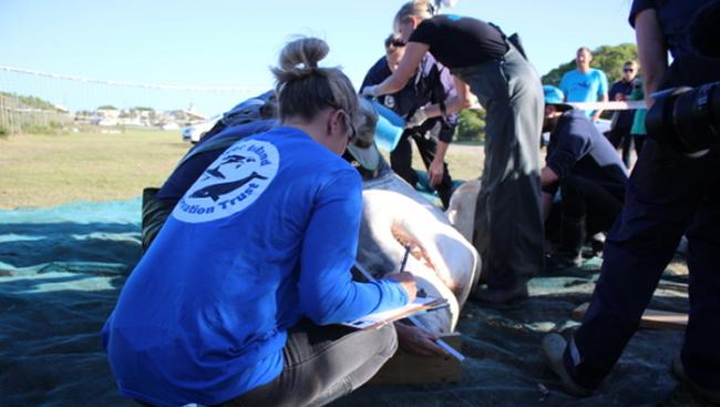 杀人鲸对大白鲨大开杀戒：南非赏鲨景点甘斯拜海滩出现多具大白鲨尸体