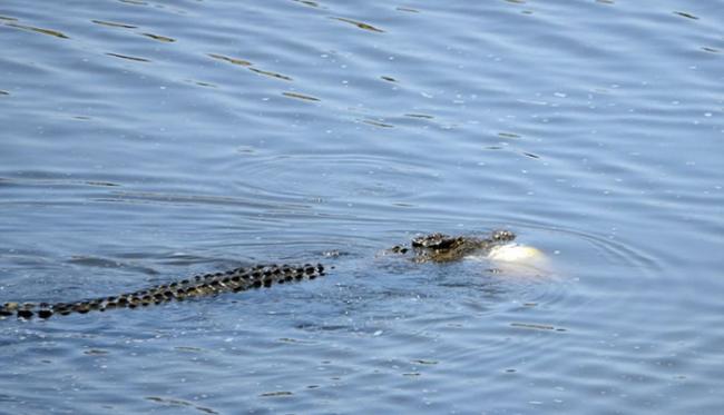 南非莱塔巴河大鳄鱼在河中发现幼年同类后发起野蛮袭击