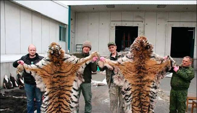 警方在罗曼诺夫的住宅搜出多块虎皮。