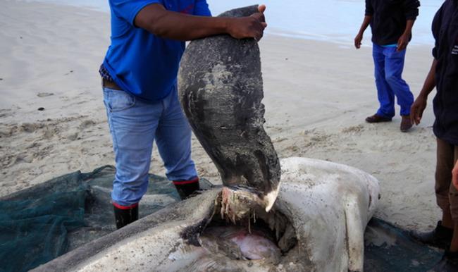 杀人鲸对大白鲨大开杀戒：南非赏鲨景点甘斯拜海滩出现多具大白鲨尸体
