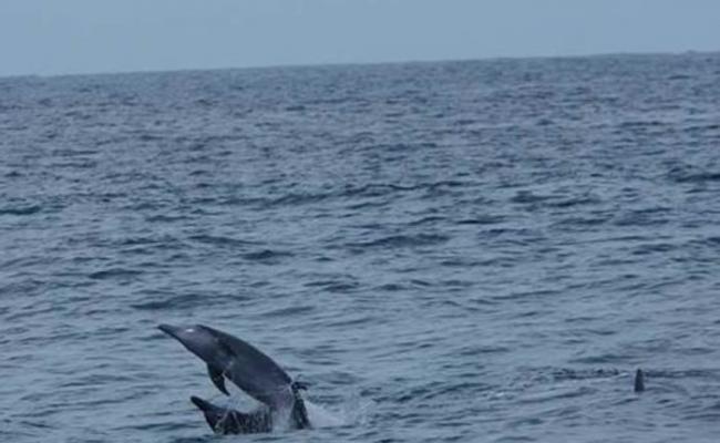 泰国布吉观光船靠得太近，恐怕会影响海豚觅食。