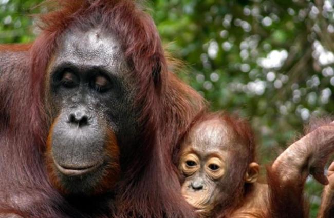 红毛猩猩可以在野外生活长达50年，照片中为猩猩母亲和宝宝。 / PHOTOGRAPH BY ERIN VOGEL