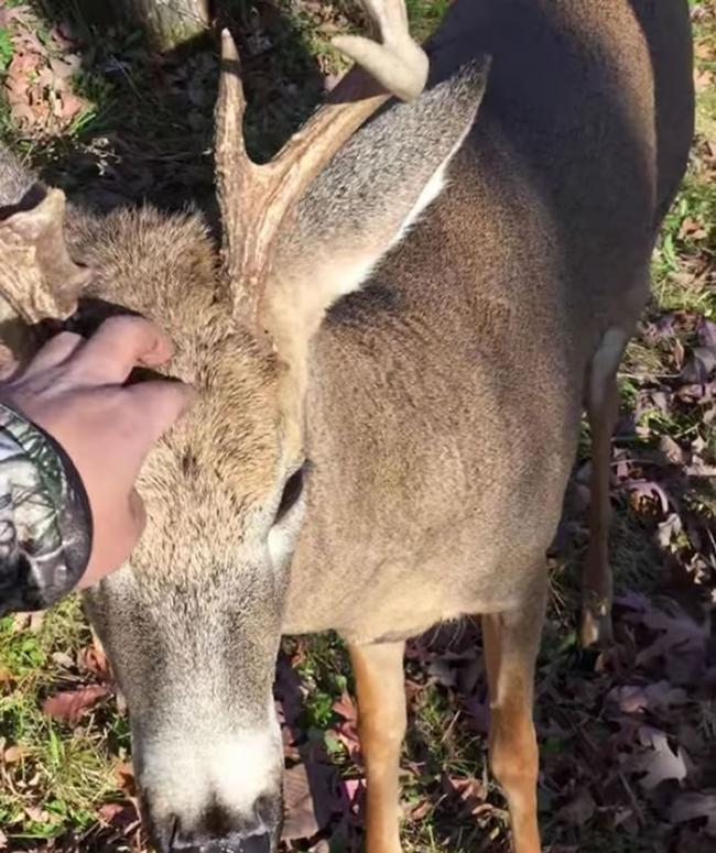 美国威斯康辛州森林公鹿向猎人示好 逃过被杀一劫