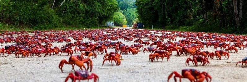 澳大利亚圣诞岛逾120万只红蟹从森林走出到印度洋繁殖