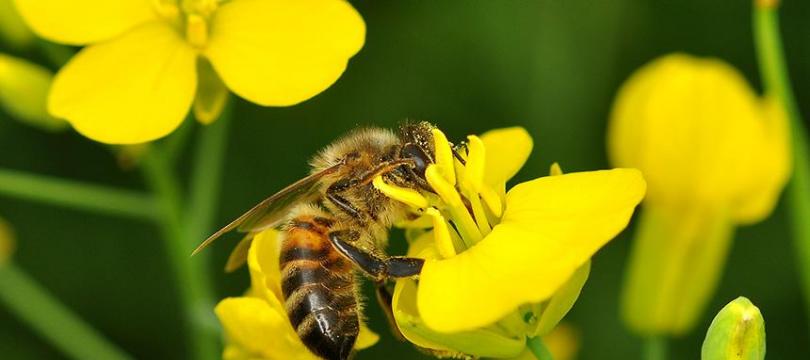 某些杀虫剂似乎对蜜蜂具有上瘾的吸引力