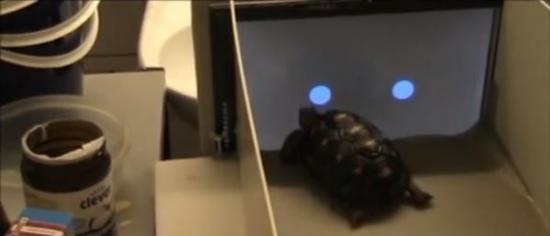 英国研究团队训练象龟玩触控萤幕，希望未来可以让它们用iPad与人交流