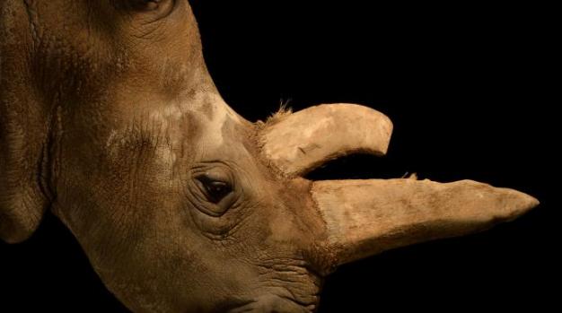 娜比黑死后，这个严重濒危的白犀牛亚种就仅剩三只母犀牛和一只公犀牛了。 PHOTOGRAPH BY JOEL SARTORE