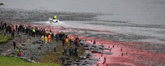 丹麦属地法罗群岛无视反对 再次举行年度杀鲸大会