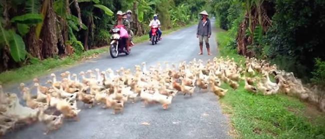 越南同塔省乡村小路一大群鸭子过马路 司机等得不耐烦