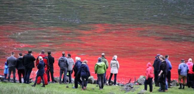 丹麦属地法罗群岛无视反对 再次举行年度杀鲸大会