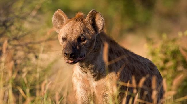 南非15岁少年在克鲁格国家公园露营时遭鬣狗攻击
