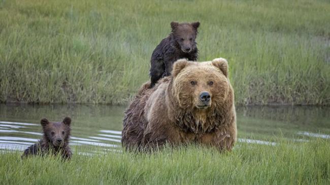 美国阿拉斯加州克拉克湖国家公园棕熊妈妈背着熊宝宝渡河