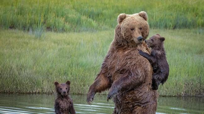 美国阿拉斯加州克拉克湖国家公园棕熊妈妈背着熊宝宝渡河