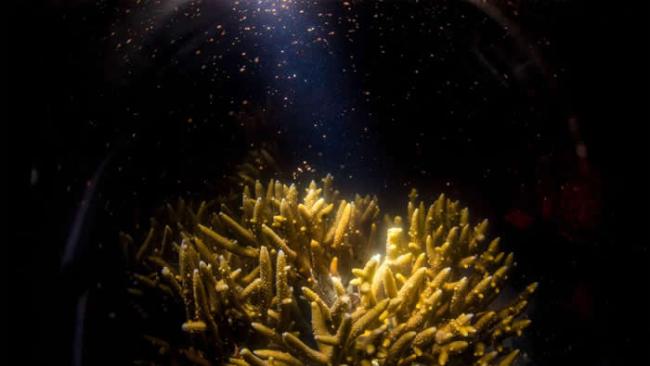 赫伦岛沿岸的珊瑚通常在11月的满月后产卵。 PHOTOGRAPH BY GARY CRANITCH, QUEENSLAND MUSEUM