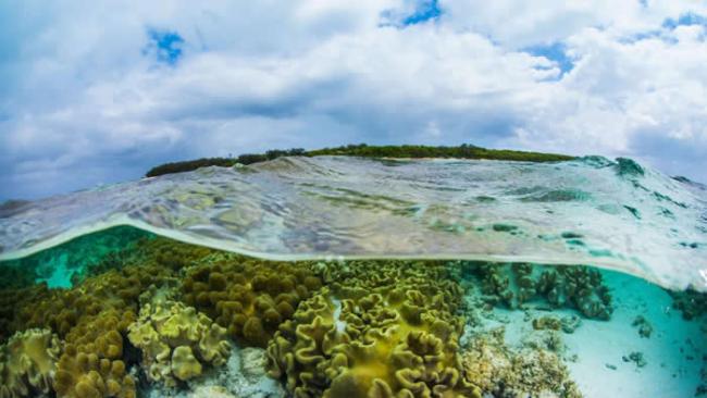 大堡礁南部赫伦岛沿岸的珊瑚。 PHOTOGRAPH BY GARY CRANITCH, QUEENSLAND MUSEUM