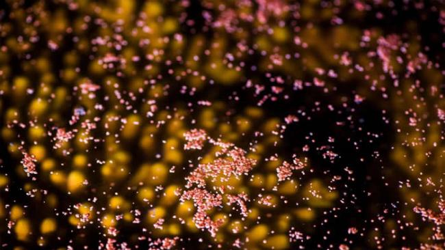科学家收集许多珊瑚的精卵束，清洁后将精子分离出来进行冷冻。 PHOTOGRAPH BY GARY CRANITCH, QUEENSLAND MUSEUM