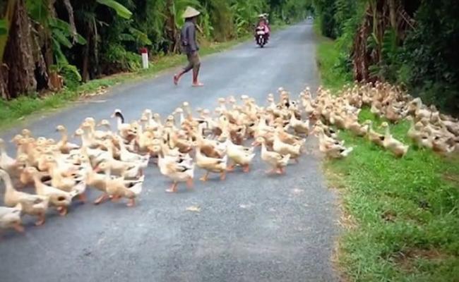 越南同塔省乡村小路一大群鸭子过马路 司机等得不耐烦