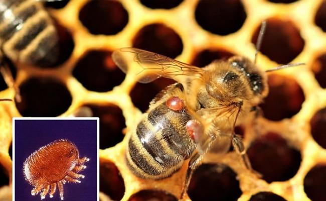 研究指瓦螨（小图）会噬食蜜蜂的脂肪组织，威胁其存亡。