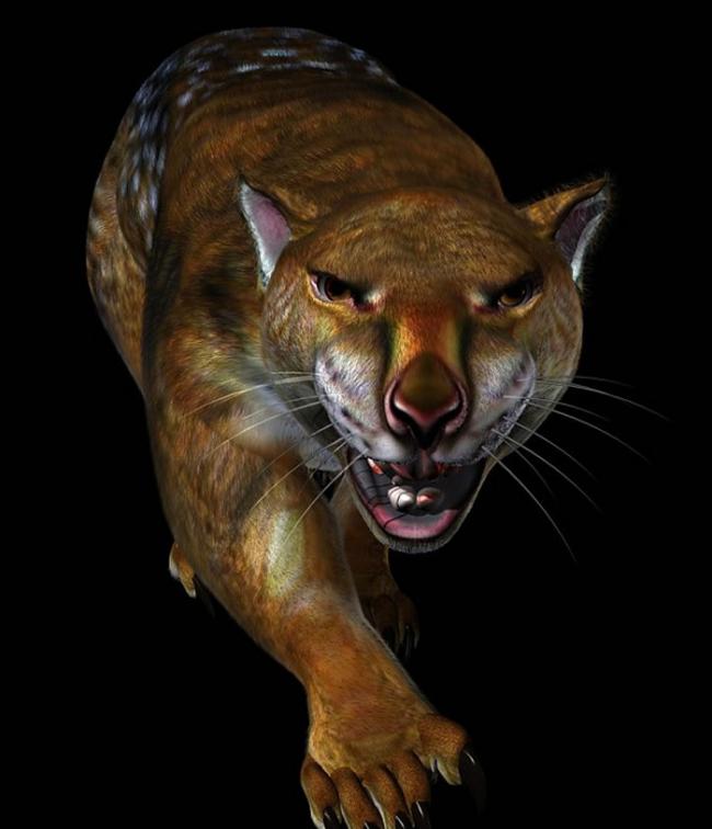 澳洲有人目睹神秘动物“袋狮”？会爬树咬力比“塔斯马尼亚恶魔”还要强