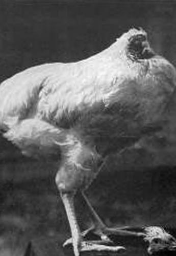 美国一只被斩掉头部但依然生存了18个月的公鸡？