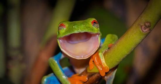 青蛙的微笑