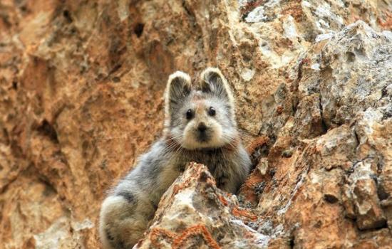 新疆天山山脉时隔20年后再发现濒临灭绝的哺乳动物“伊犁鼠兔”