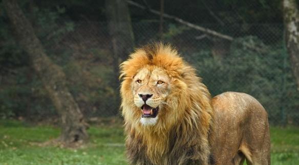 狮子怀疑将该名动物园护理员咬死。图中并非今次事件中的狮子。